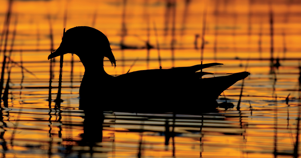Wood duck. Photo by LonLauber.com